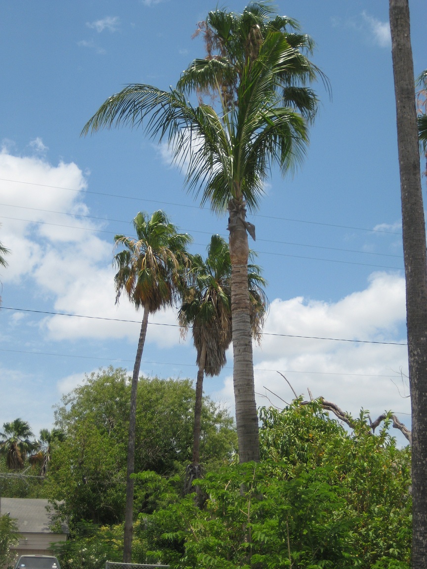 Coconuts and other tender palms in S. Texas DISCUSSING PALM TREES
